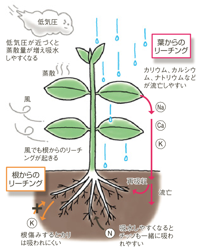 風雨による葉・根からのミネラルのリーチングと、低気圧接近時の吸水を説明した図